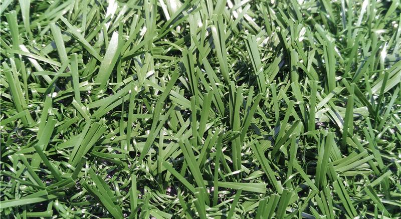 kunstlik mull lemmikloomadele artificial turf for pets