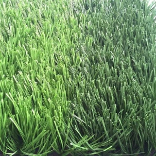 Läbipaistev jalgpallirohi